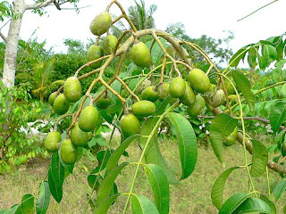Manfaat Buah Kedondong