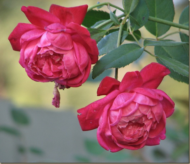IMG_7380 IMG_7380