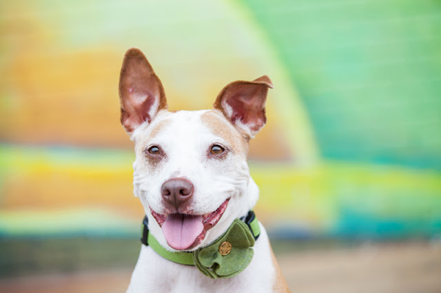 A happy pit bull dog in front of a mural