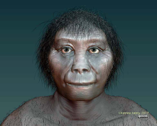Indonesian ‘hobbits’ not related to Homo erectus