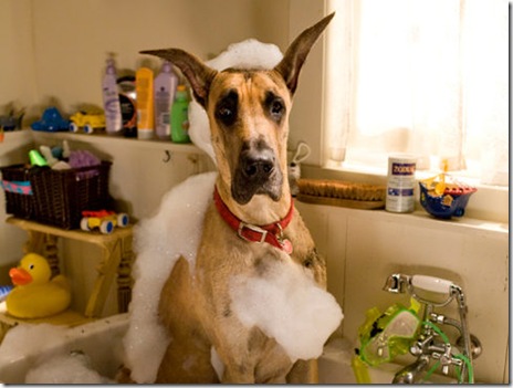 marmaduke-bathing