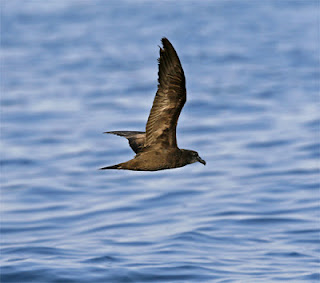 Jouanin's Petrel - Bulweria fallax