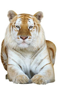 Golden Tiger