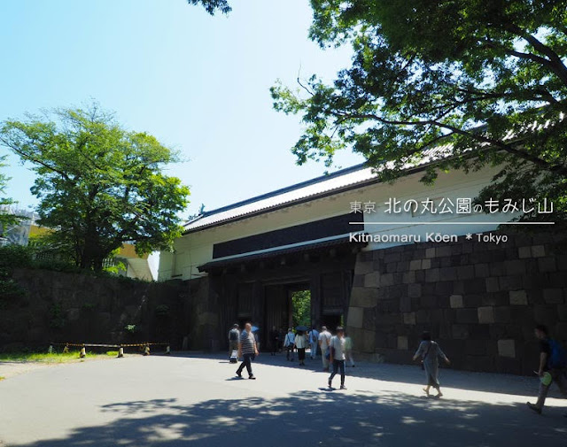 北の丸公園のもみじ山（夏）