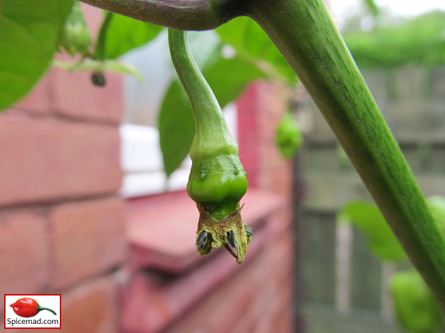 Trinidad Moruga Scorpion - 31st July 2021