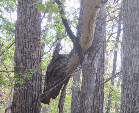 Forest magic dragon