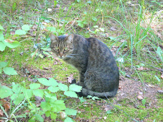 Cautious Green-Eyed Cat