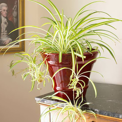 Spider Plant