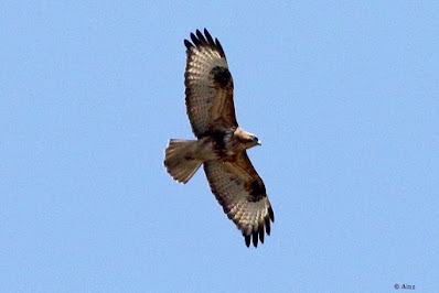 "Soaring in the azure sky comes the winter visitor, the Common Buzzard (Buteo buteo). Huge raptor with large wings, fan-shaped tail, and brown plumage. The buzzard soars overhead, showcasing its remarkable wingspan against the pristine winter sky."