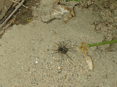 Spider on sand.