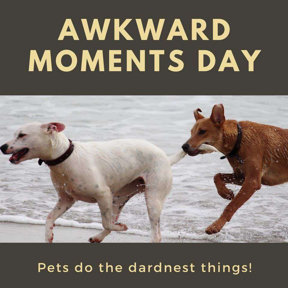 Awkward Moments Day Wishes Images