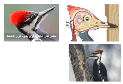 عظمة الرحمن في خلق طائر نقار الخشب The greatness of God in creating a woodpecker bird  معلومات عن طائر نقار الخشب وأنواعه