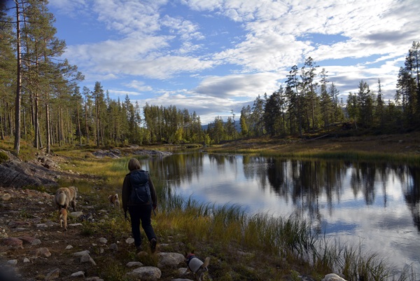 gulsvik stormyrdammen