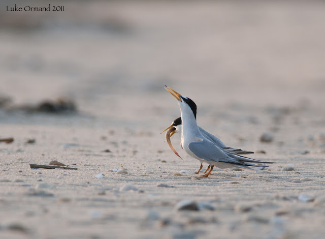 Least Terns Birds Pictures, http://st1cat.blogspot.com/