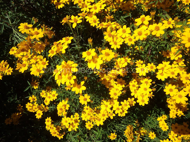 Wuling Farm maple autumn foliage