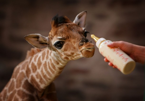 Funny baby giraffes