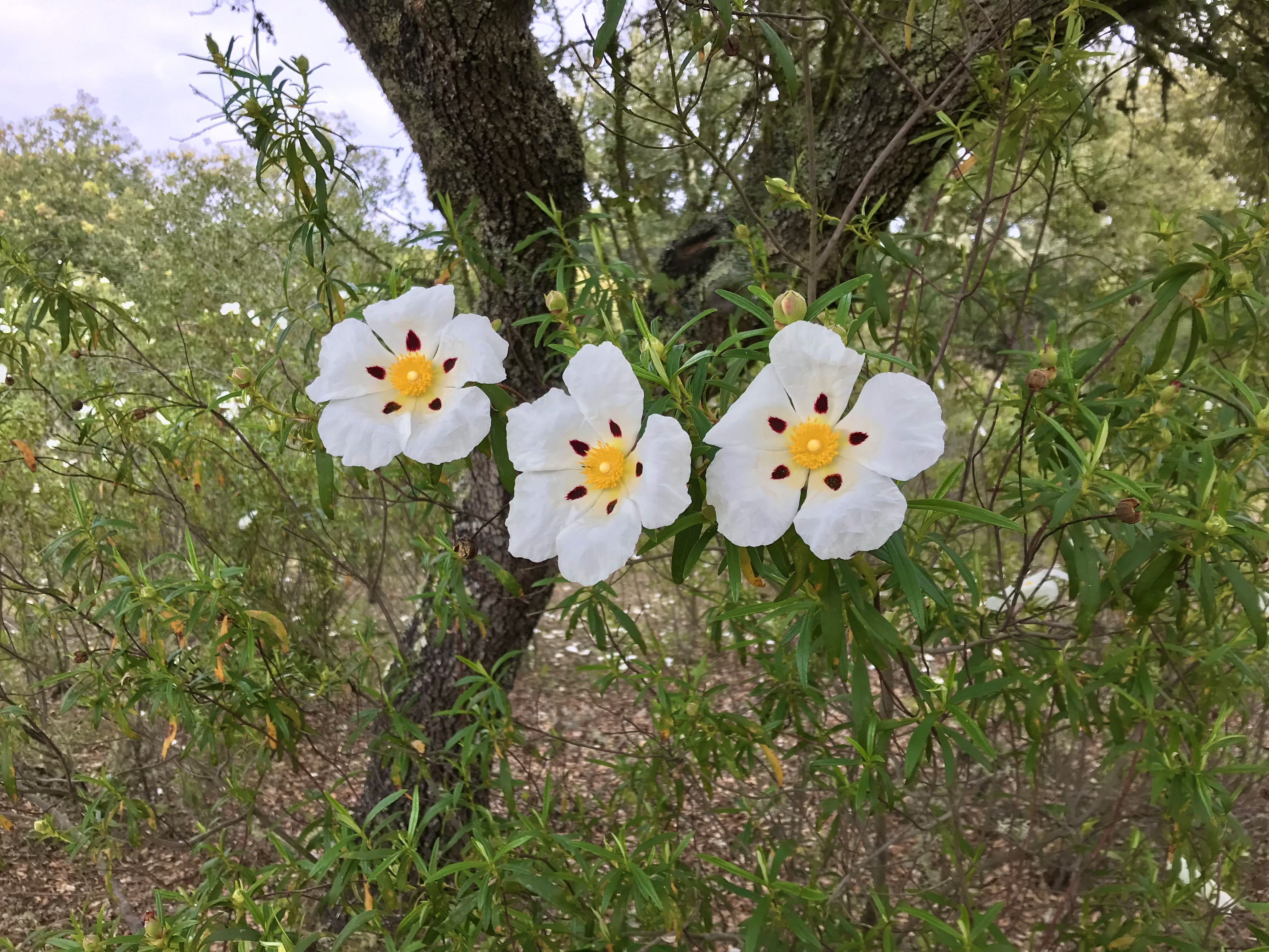 Alentejo, Primavera, Portugal