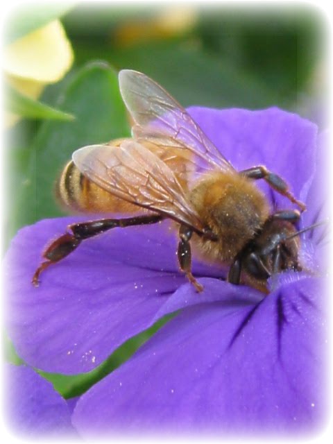 My petunias are dieing