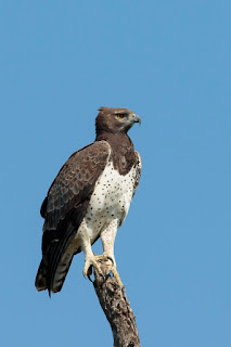 Martial Eagle - Polemaetus bellicosus