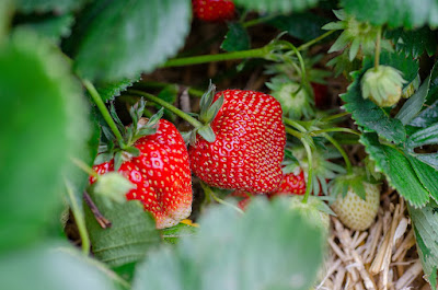 strawberry plants