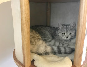grey cat at catpawcino cat cafe 