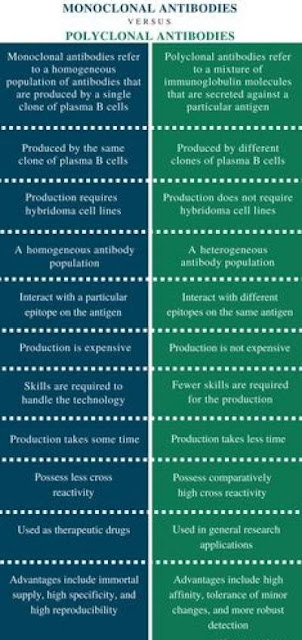 Comparison and Contrast Polyclonal antibody and monoclonal antibody