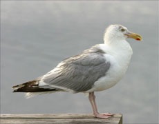gaivota_230