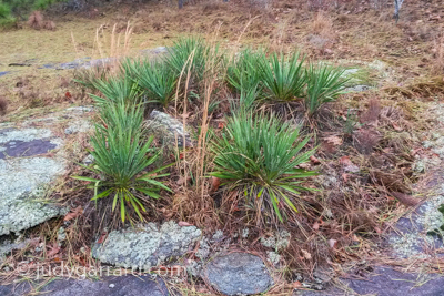 Panola Mountain Yucca