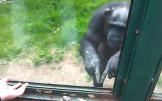 diaforetiko.gr : xipm ΣΥΓΚΙΝΗΤΙΚΟ ΒΙΝΤΕΟ: Χιμπατζής ζητάει να τον ελευθερώσουν