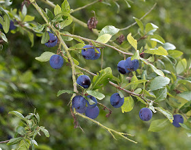 Damson fruits, Prunus domestica, at High Elms Country Park, 20 September 2011.