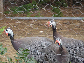 guinea fowl