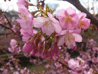 河津桜の開花は約1と月も持つという！