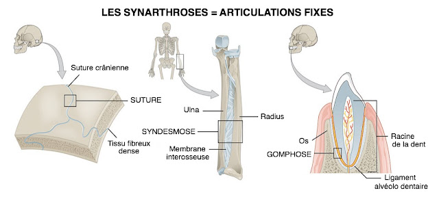 synarthrose exemple infirmier arthrologie