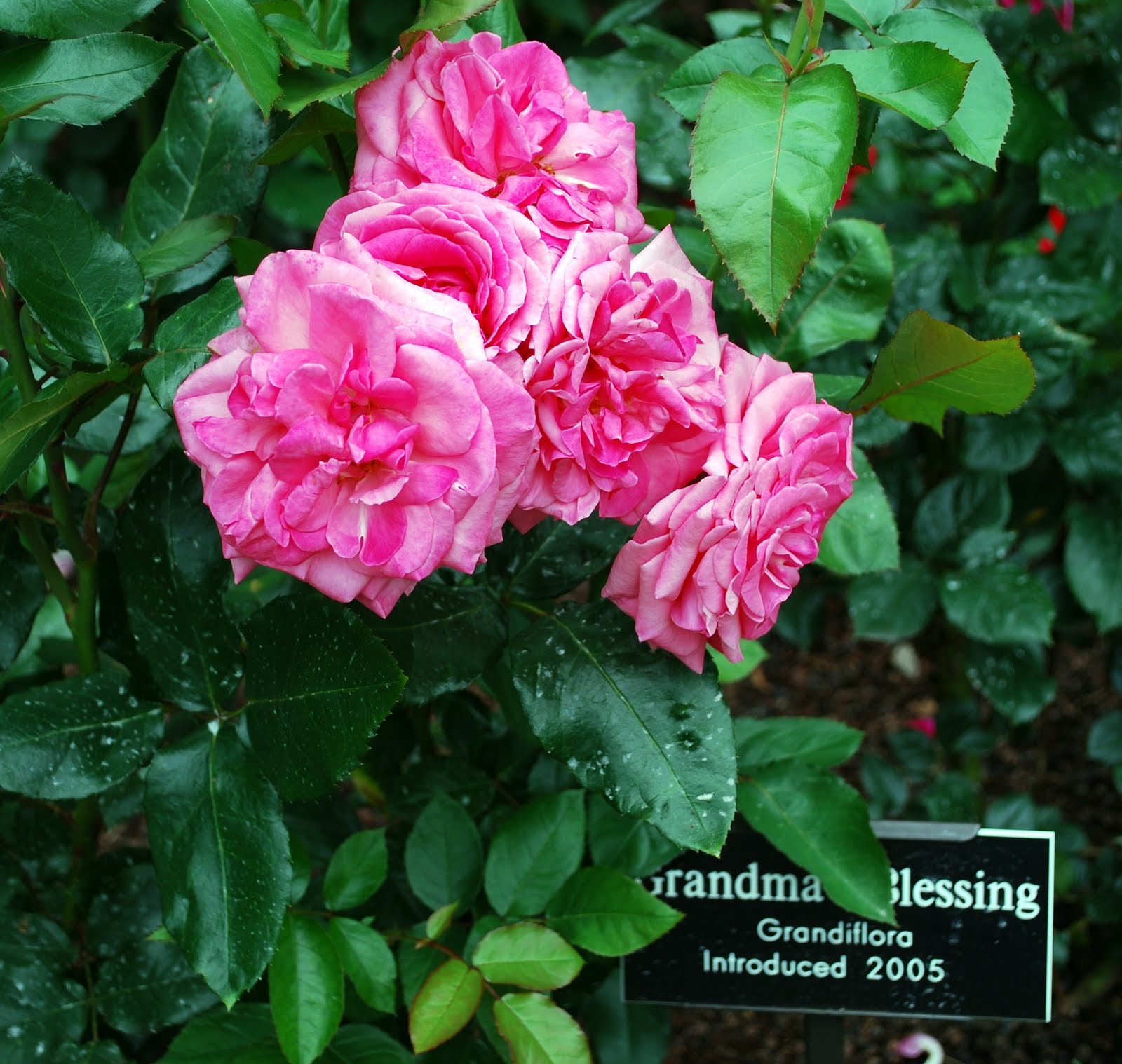 Each rose plant is labeled