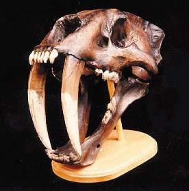 cranio+dente+de+sabre.jpg (276×279)