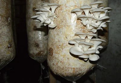 Investment required for mushroom farming