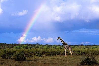 Landscape of flat land and low shrubs and trees with a stately, still giraffe standing near the right center foreground. A sky of mixed blue and clouds fills the upper two-thirds of the frame, broken only by the giraffe's neck and head in the foreground and a rainbow starting near the left and extending all the way up and to the right, disappearing in the center top of the frame.