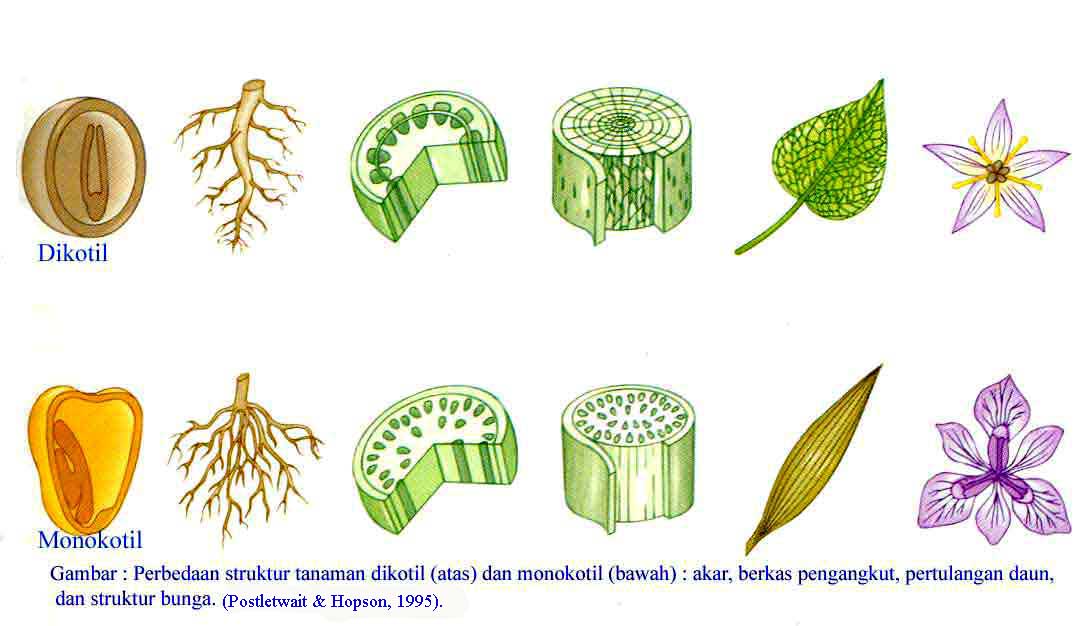 Isamas54: Struktur Tumbuhan (3-Tamat) : Bunga, Buah, Biji 