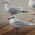 Milford dock