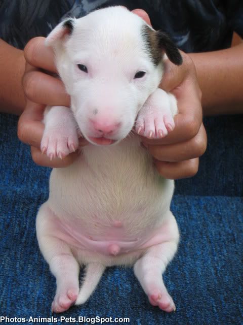 Mini Bull Terrier