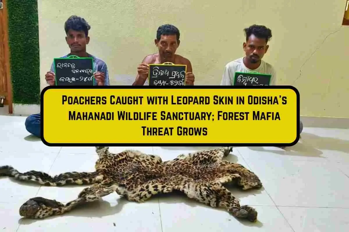 Poachers Caught with Leopard Skin in Odisha’s Mahanadi Wildlife Sanctuary; Forest Mafia Threat Grows