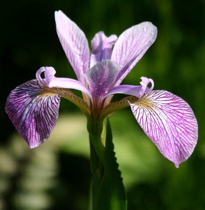 Deer Resistant Flowers