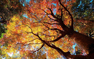 Beautiful Autumn HD Wallpaper Photos