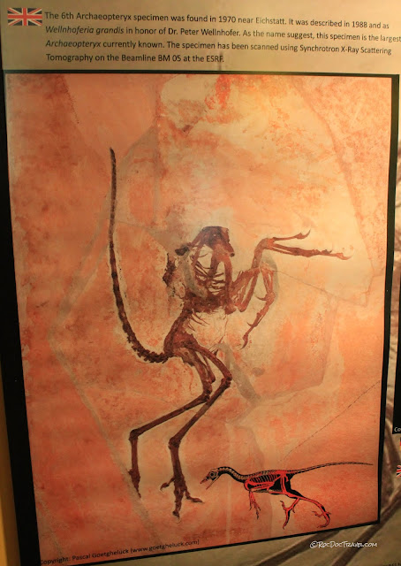 Germany fossil sites museums Tubingen, Urwelt Museum Hauff Holzmaden, Solnhofen archaeopteryx lithography, Bilzingsleben homo erectus copyright RocDocTravel.com