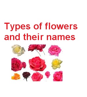 Types of flowers and their names