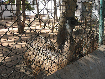 Emu bird in Murugarajendra Matha's zoo