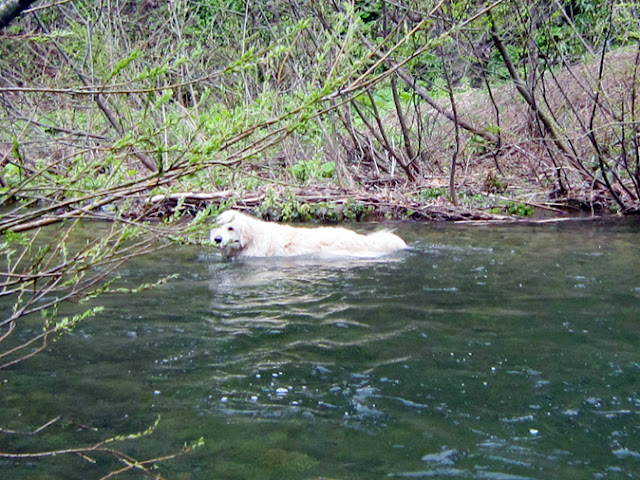 川に入った犬