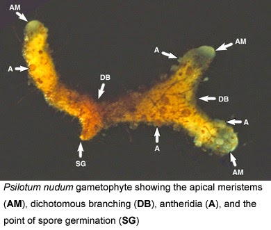 PSILOTUM GAMETOPHYTE