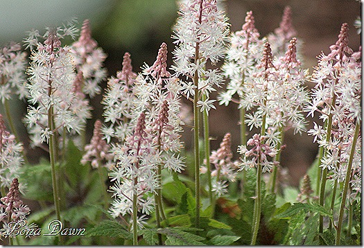 Tiarella_SrpingSymphony_Apr27
