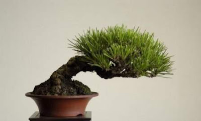 bonsai trees